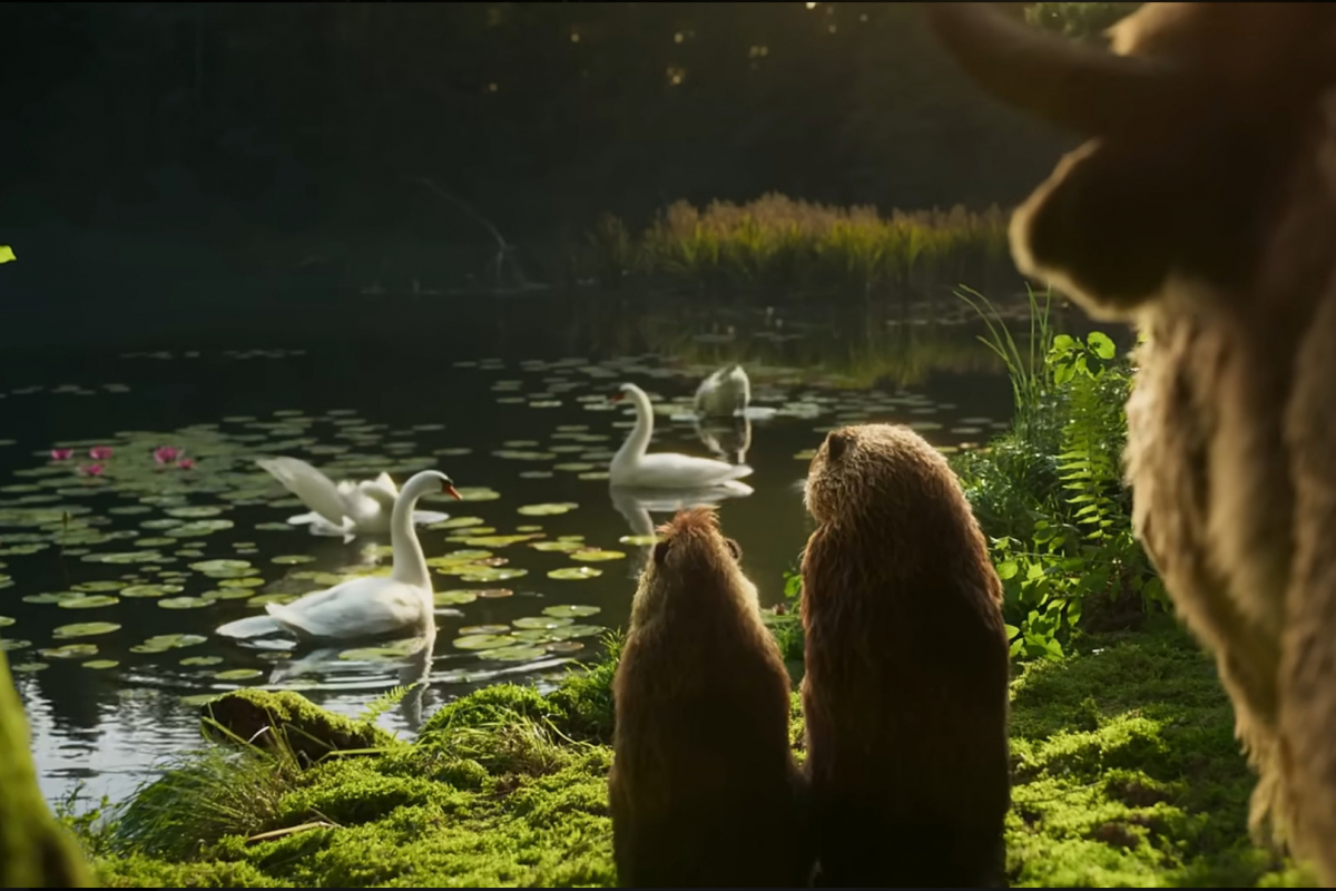 W kampanii Żubra bobry oglądają łabędzie