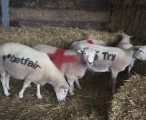Nowozelandzkie owce mają wspierać Anglię i Betfair 
