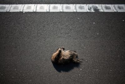 Polskie dogi (fot. Renata Dąbrowska)